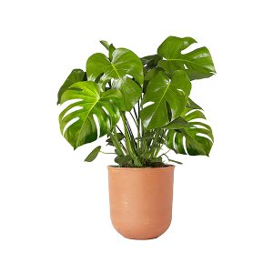 Monstera Plant